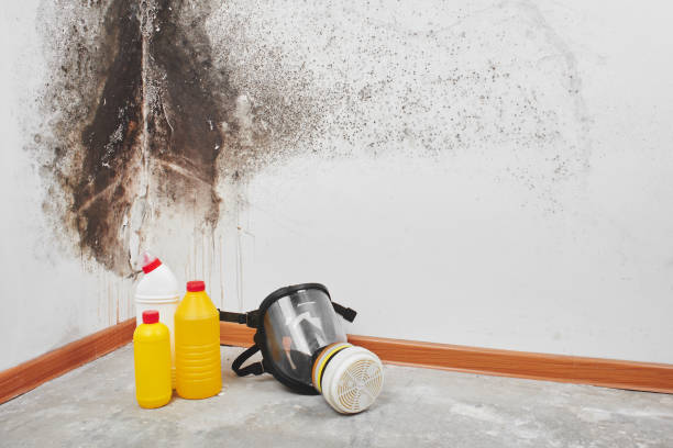 Professional Mold Removal in North Wales, PA