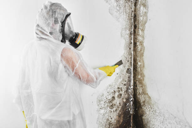 Best Mold Damage Repair  in North Wales, PA