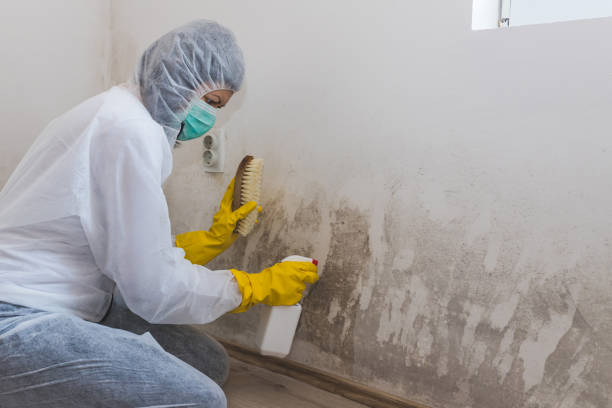 Best Mold Removal and Inspection  in North Wales, PA