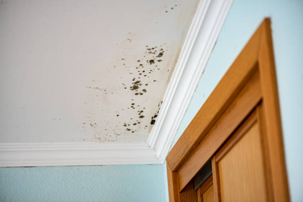 Best Certified Mold Removal  in North Wales, PA
