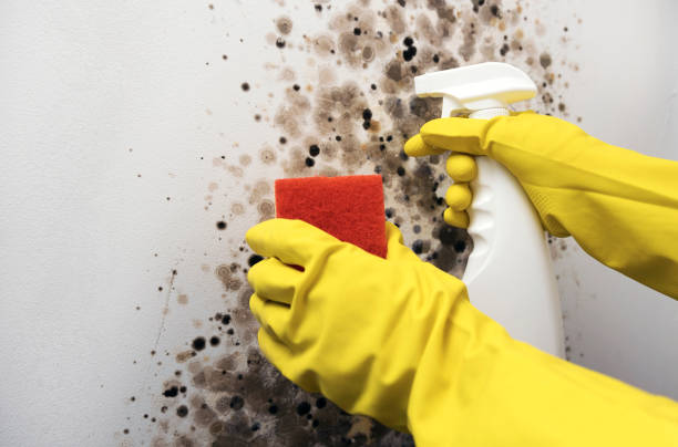 Best Residential Mold Removal  in North Wales, PA