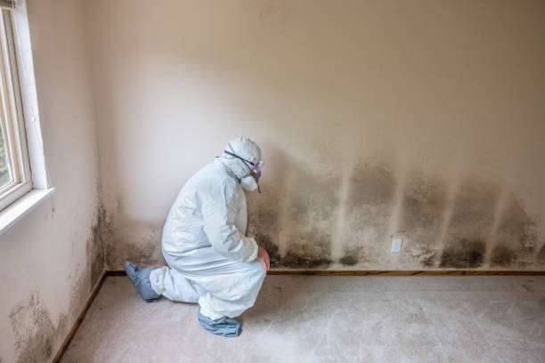 Best Best Mold Removal Companies  in North Wales, PA