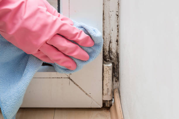Best Office Mold Removal Services  in North Wales, PA