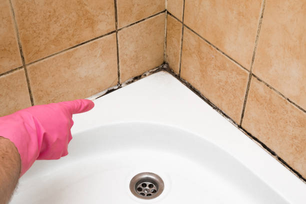 Mold Removal and Inspection in North Wales, PA